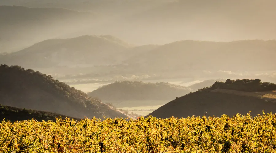 Alpha Omega Collective vineyard